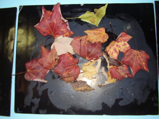 L'automne